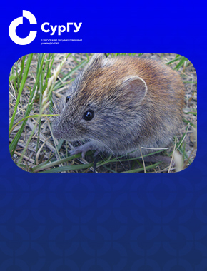 Ученые СурГУ приоткрыли тайну популяции красной полевки в северной тайге